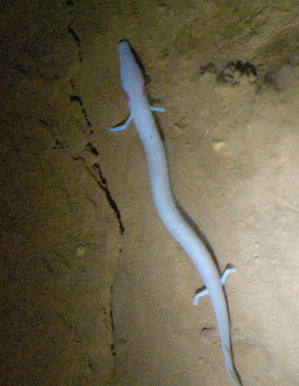Olm