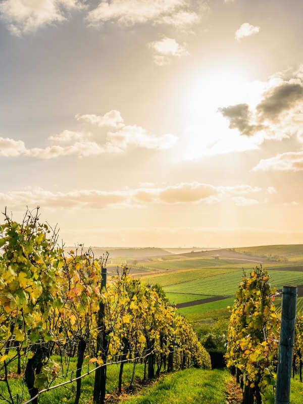 Over 130 grape varieties in Croatia