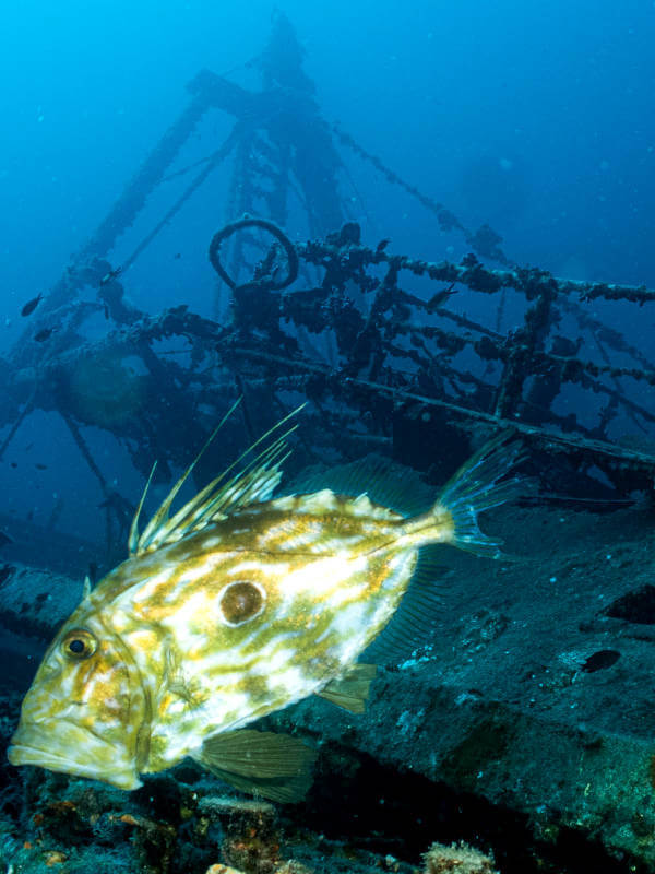 Fortunal wreck