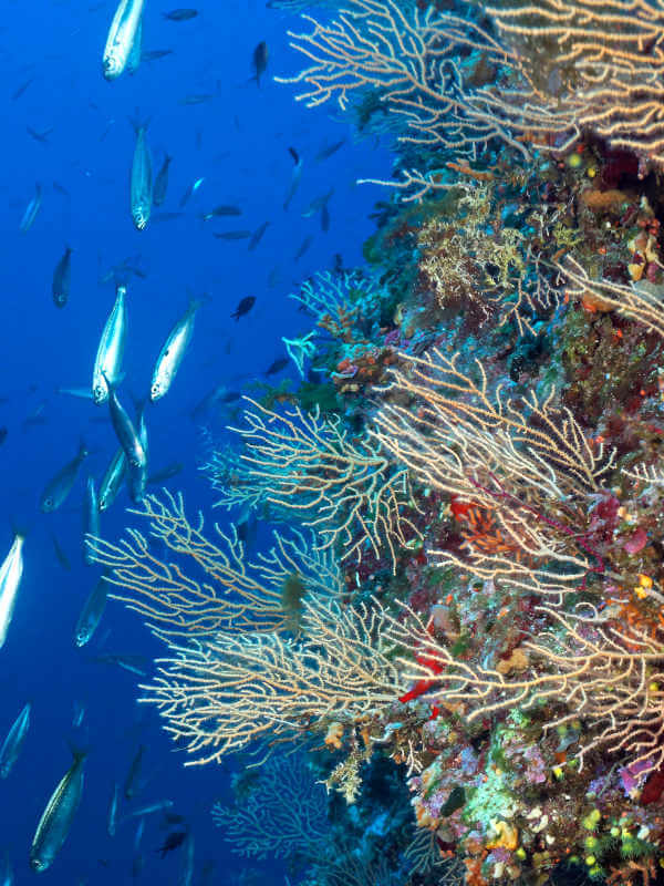 Beneath the surface of the water, aquatic life