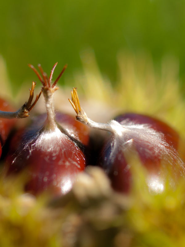 Croatia: autumn and chestnuts