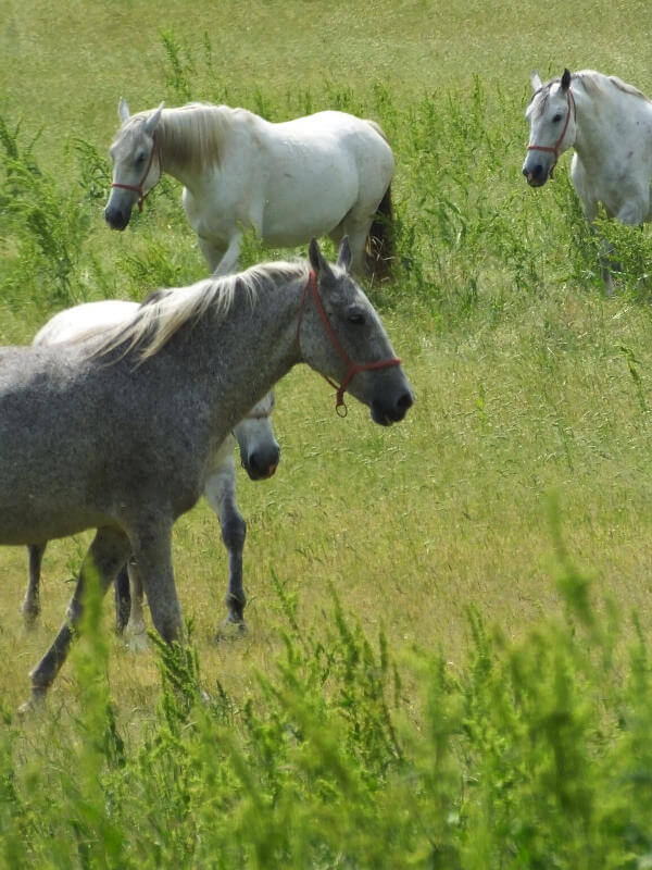 Lipizzan horses