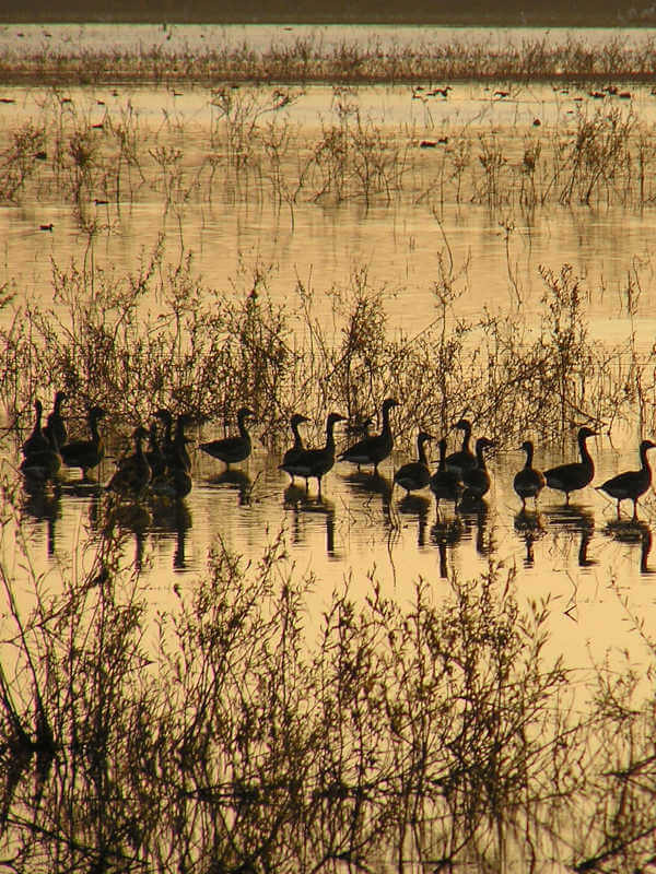 Birds at Kopacki Rit