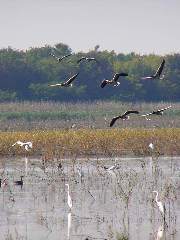 Kopački Rit national park