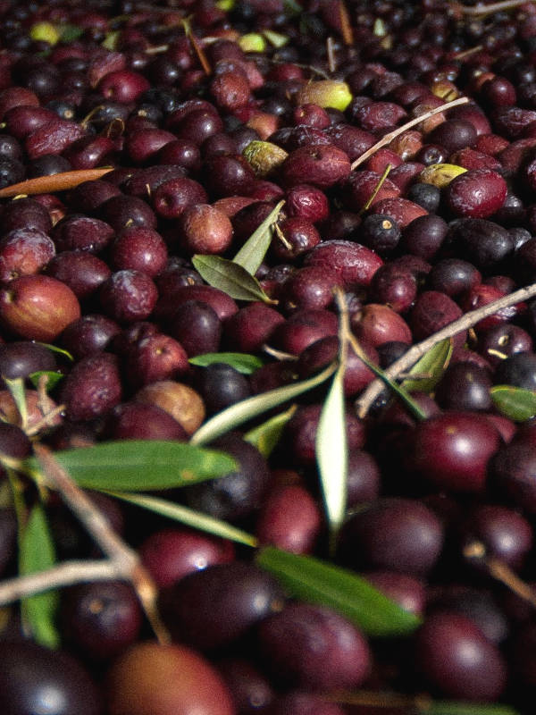 Croatian black olives