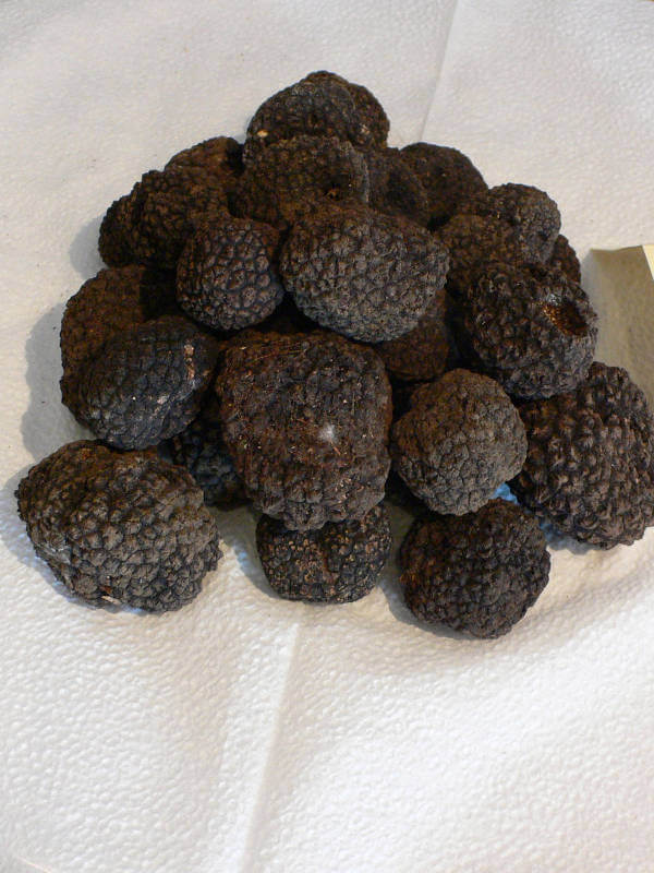 Croatian truffles