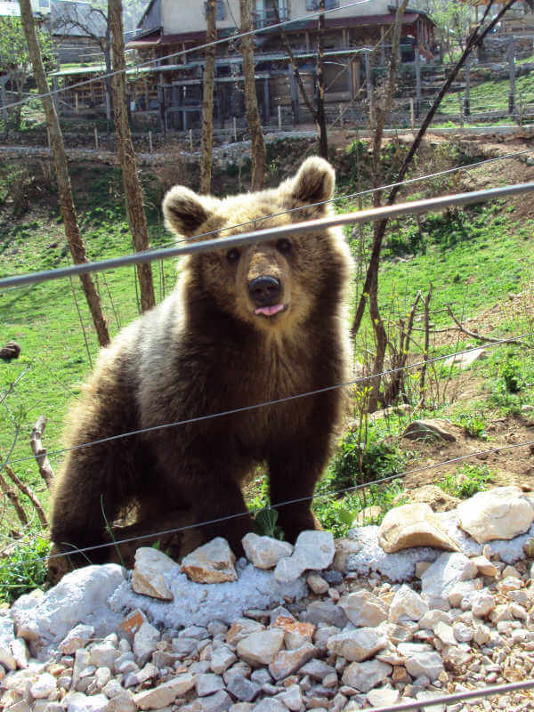 Bears in Croatia
